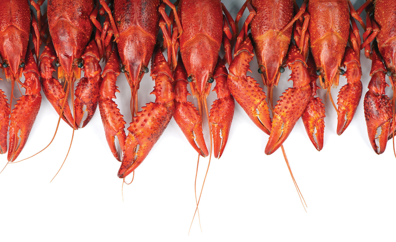 row of crawfish